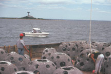 Reef Ball units being prepared for deployment